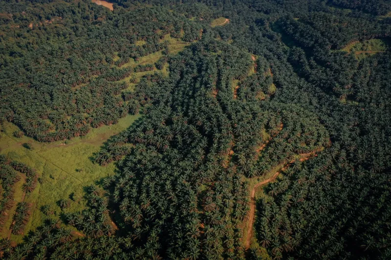 Créditos de Carbono no Campo: O Guia Completo para o Produtor Rural Brasileiro Transformar Sustentabilidade em Receita