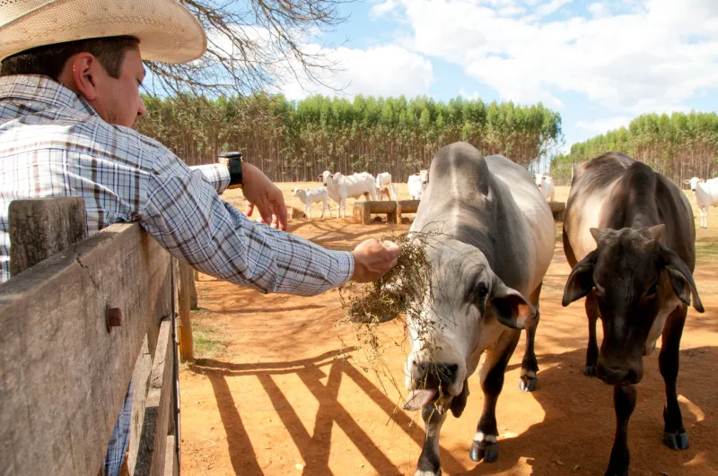 ILPF na Prática: O Sistema que Une Grãos, Gado e Árvores para Transformar a Fazenda em um Negócio de Múltiplas Receitas