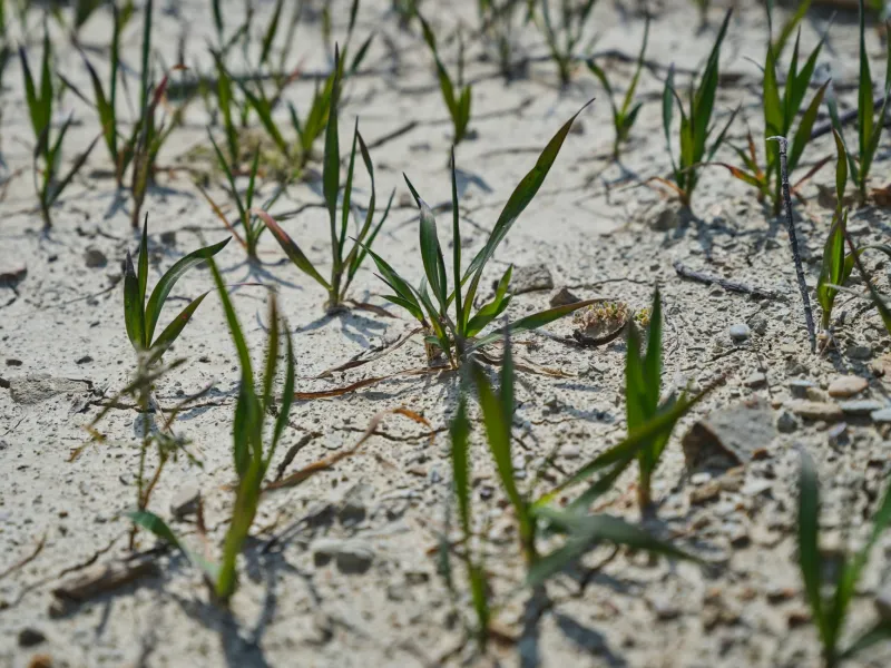 Produzir com o Clima Contra: Técnicas e Decisões que Blindam a Fazenda em Anos de Instabilidade