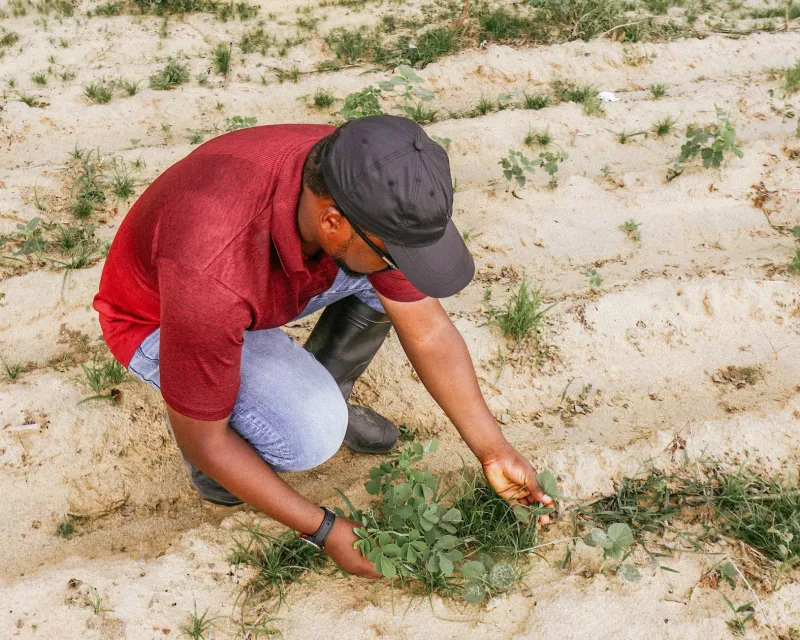 Qual Cultura Plantar em 2025? Um Guia Completo para Escolher entre Soja, Milho, Café e Outras Opções com Base no Solo e no Clima da Sua Região