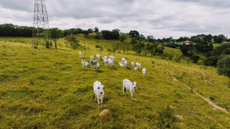 Rebanho Conectado: Como Wearables, Sensores e IA Estão Transformando a Pecuária Bovina no Brasil