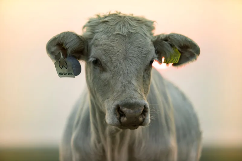 Do Pasto ao Prato com Garantia: Como o SISBOV e a Certificação de Origem Podem Valorizar Sua Arroba e Abrir Portas no Mercado Internacional em 2025